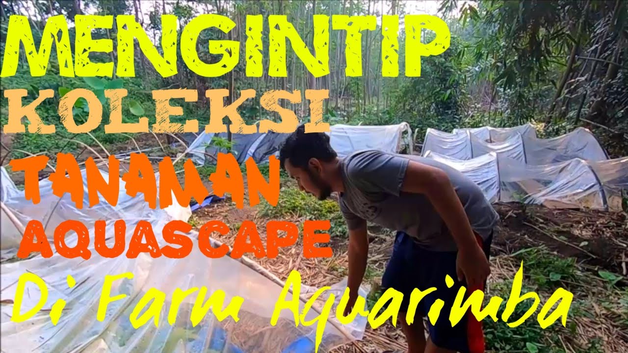 Koleksi Tanaman Aquascape di Farm Aquarimba | Update Kondisi Farm Aquascape