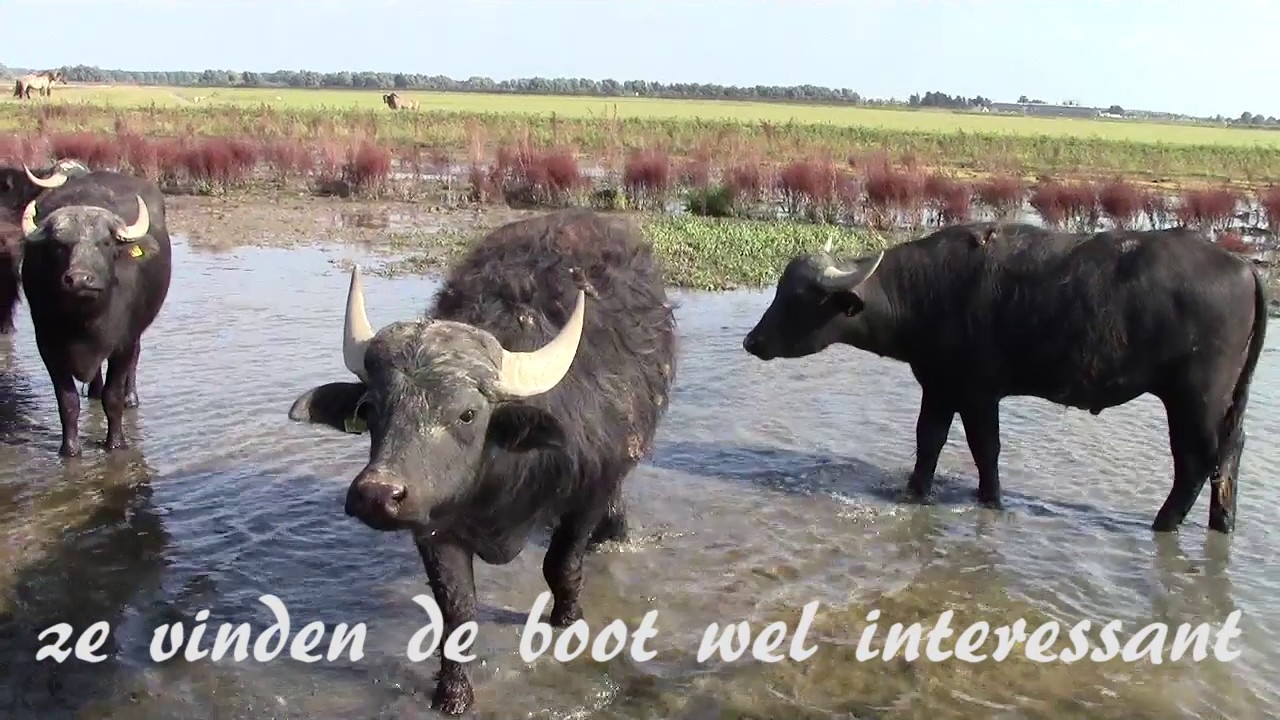 Biesbosch Noordwaard waterbuffels