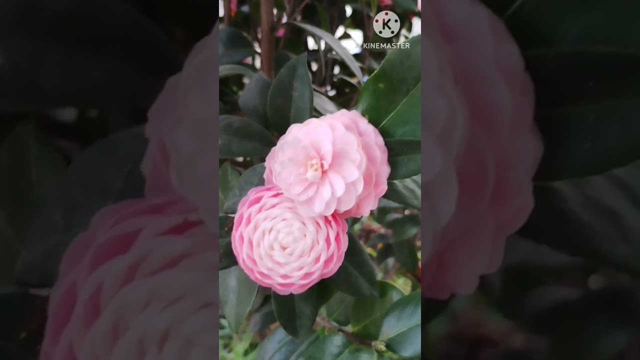 Beautiful Camellia Flowers #viralshort #beautiful #flowers #garden