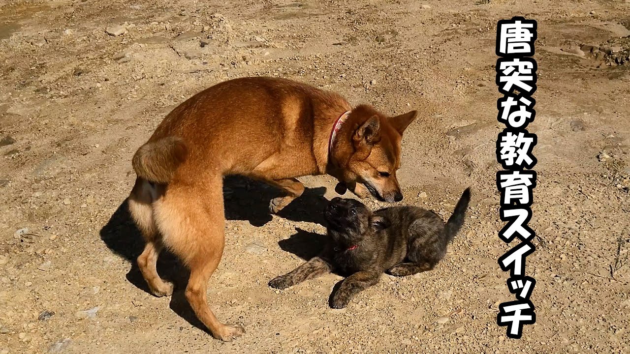 急に絡みに来るようになった先住犬に驚きながらもイケイケ陽キャ過ぎる子犬