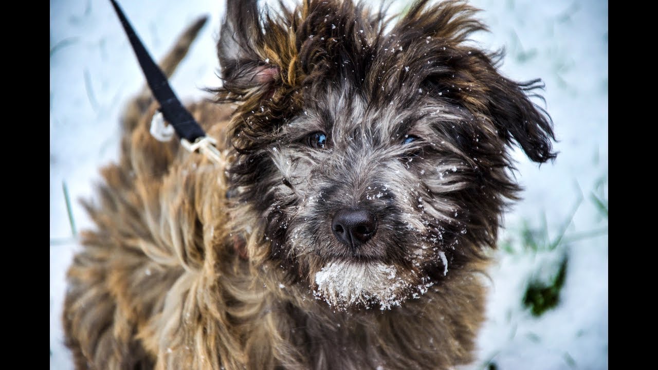 I am Anton The Berger Puppy - Pyrenean Shepherd - Bergers des Pyrenees