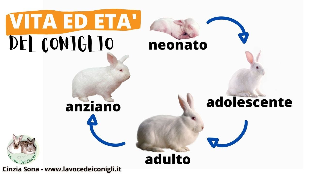 Fasi di VITA ed età del CONIGLIO