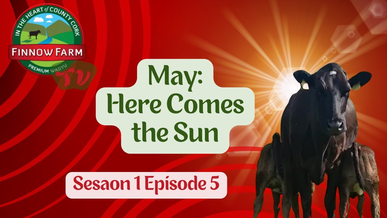 May: Here Comes the Sun S1E5 #wagyu #farm #farming #farmlife #breed #cattle #beef #japan #Irish