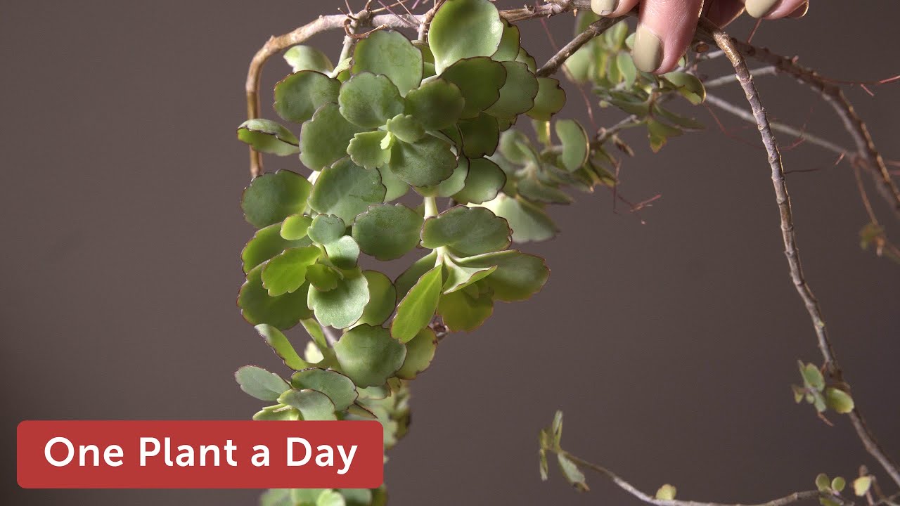Kalanchoe fedtschenkoi Houseplant Care — 221 of 365