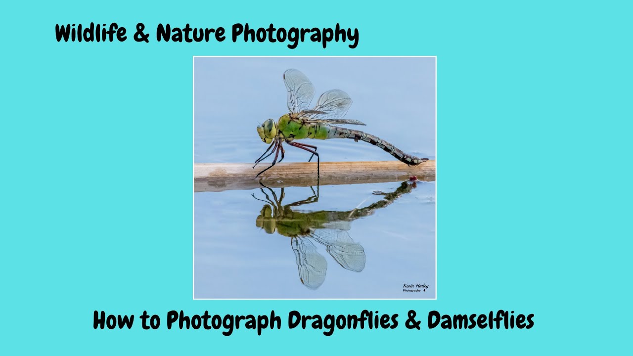 How to Photograph Dragonflies & Damselflies