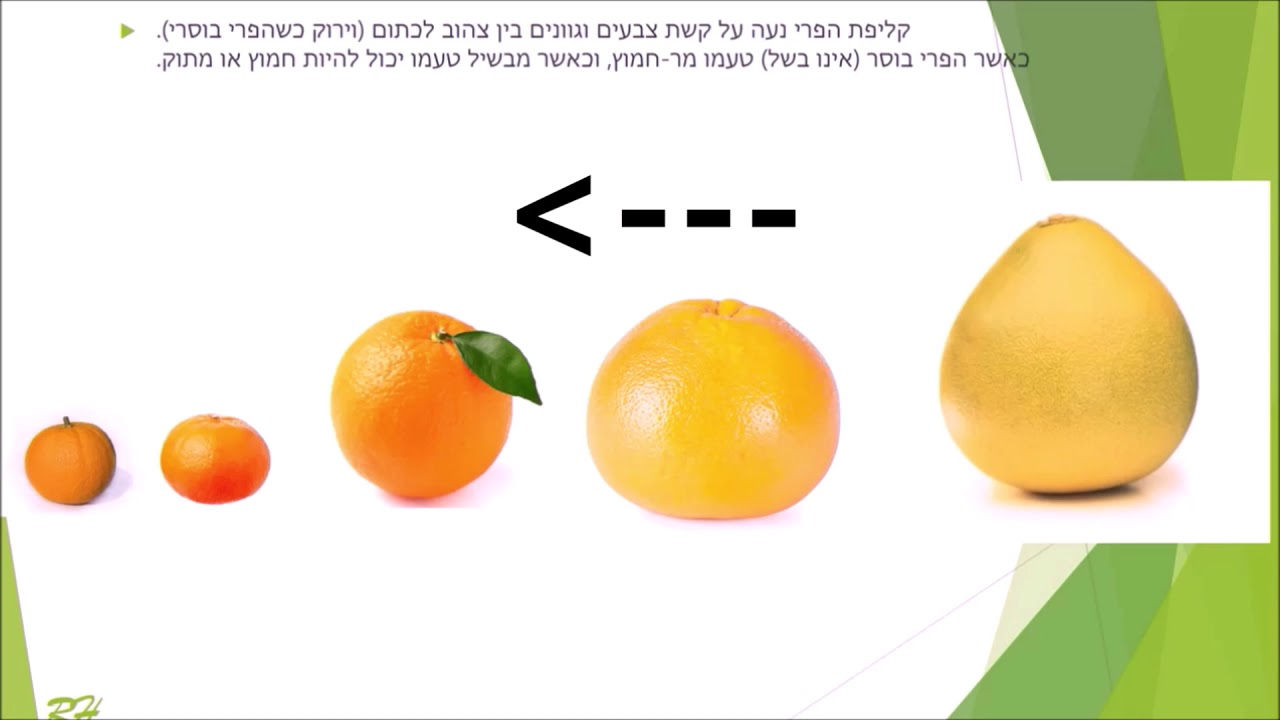 פירות הדר   הסבר נהדר