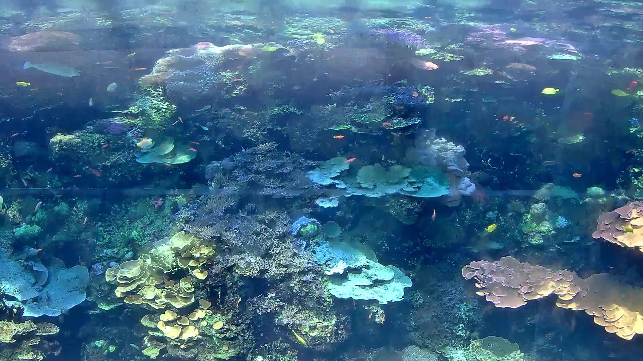 Georgia Aquarium - Tropical Diver Coral Cam