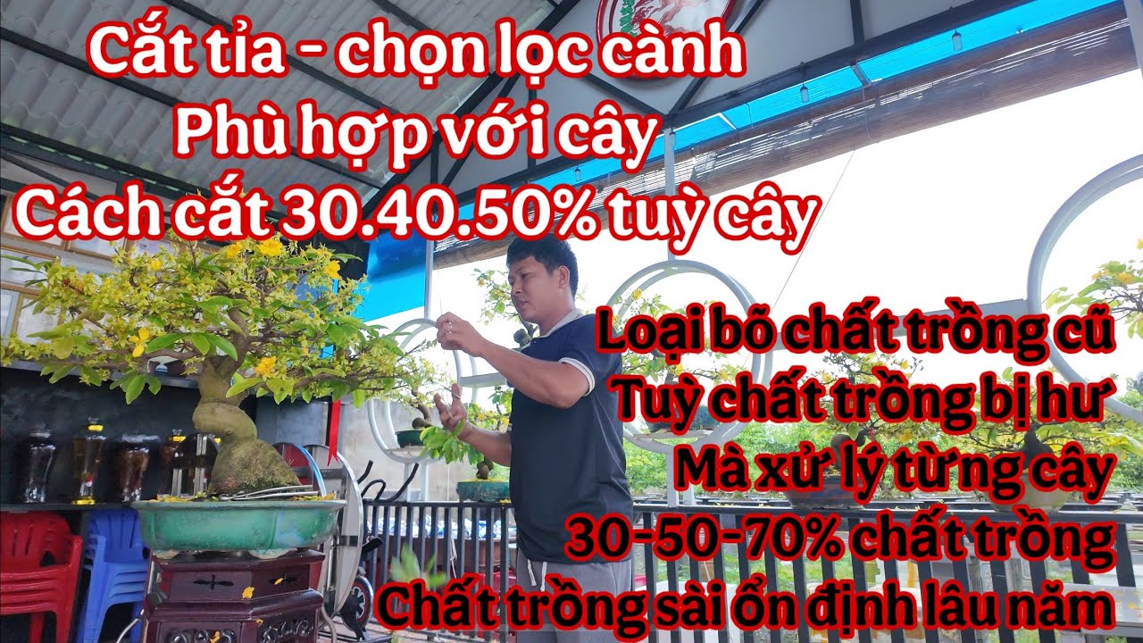 chăm sóc mai vàng sau khi chơi tết , cắt tỉa cành , cách thay chất trồng  cho mai vàng , chăm sóc...