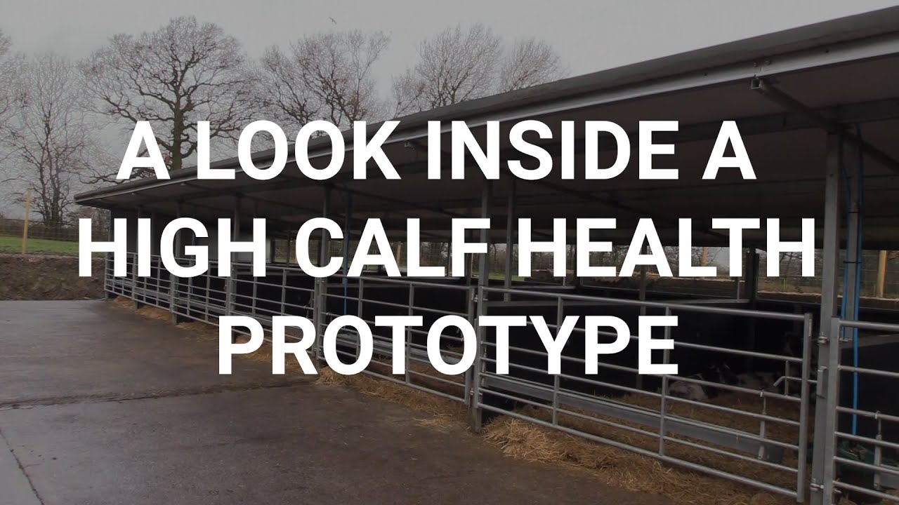 A look inside a high calf health building