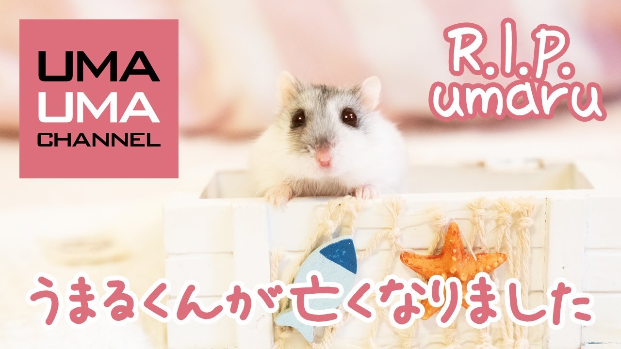 うまる君ありがとう【うまる#41】