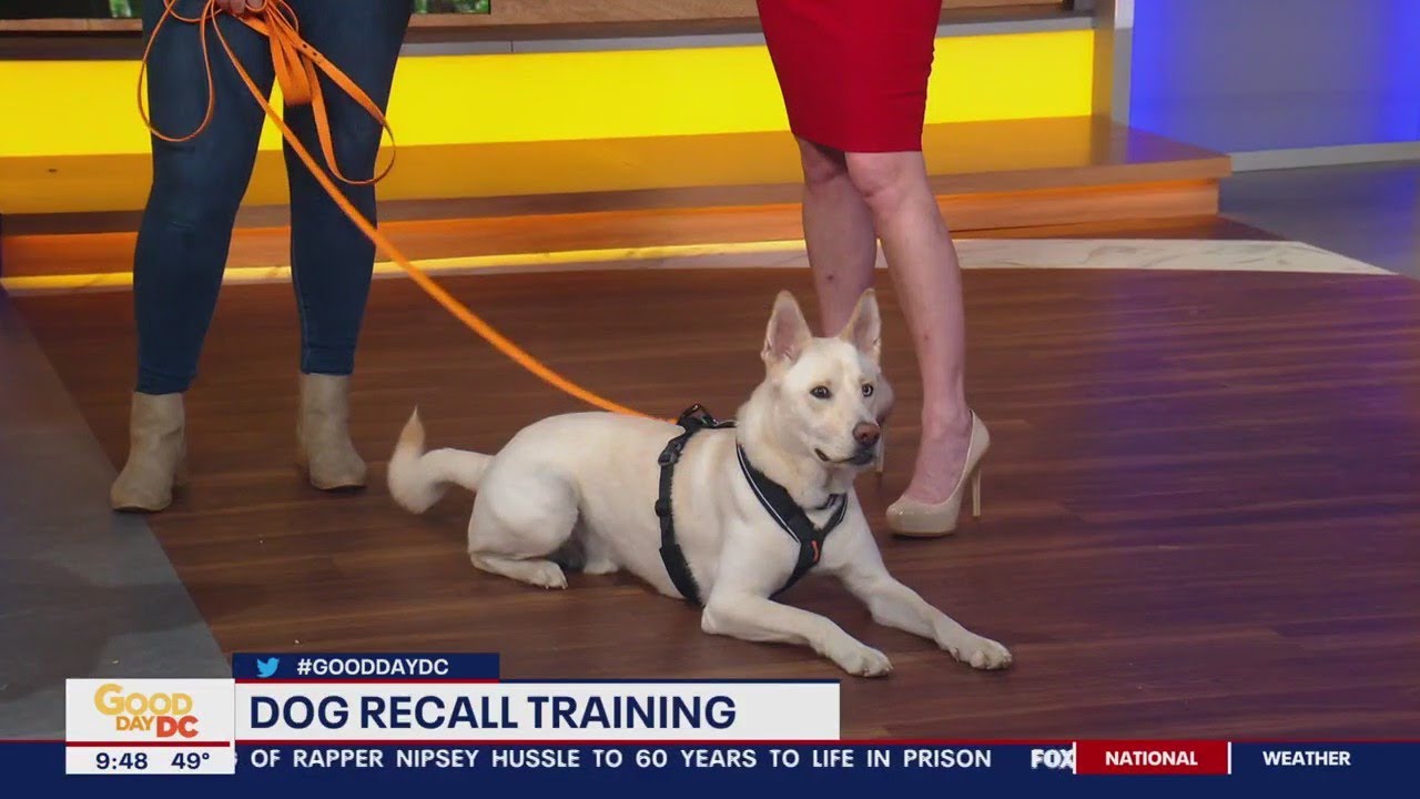 Tips for dog recall training | FOX 5's Good Day DC