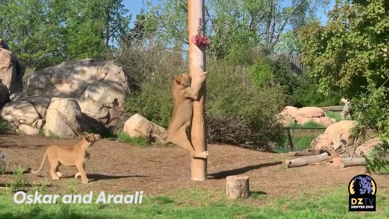 African Lions Pole Feeding