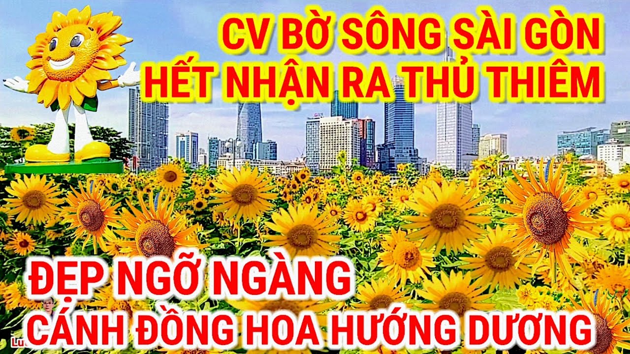 ĐẸP NGỠ NGÀNG ! CÁNH ĐỒNG HOA HƯỚNG DƯƠNG CÔNG VIÊN BỜ SÔNG SÀI GÒN | THỦ THIÊM SÀI GÒN NGÀY NAY 