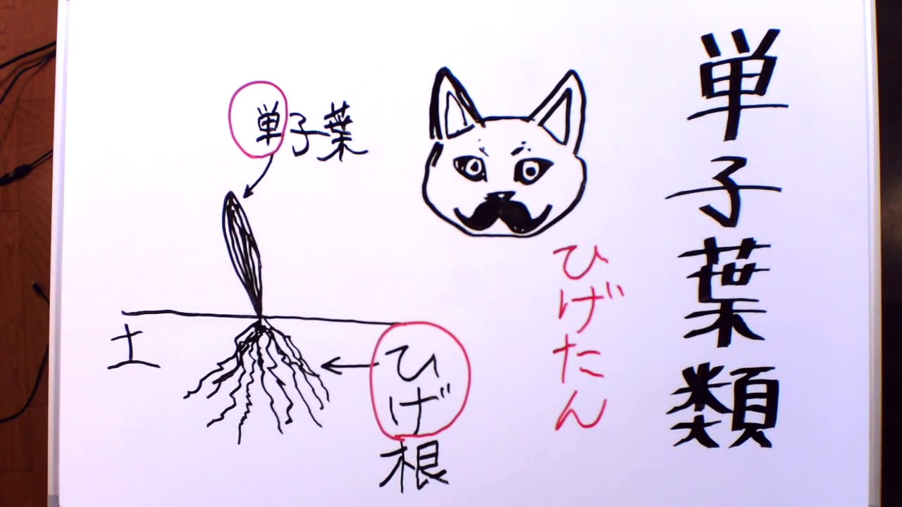 単子葉類と双子葉類を絵や音楽や語呂合わせで３分で楽しく覚える！【３分暗記】第７回目