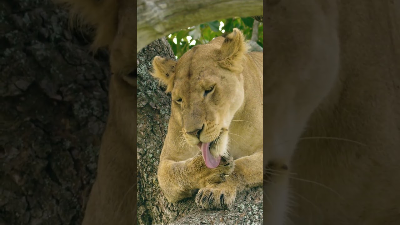 lioness on tree cleans paw #wildanimals #shorts