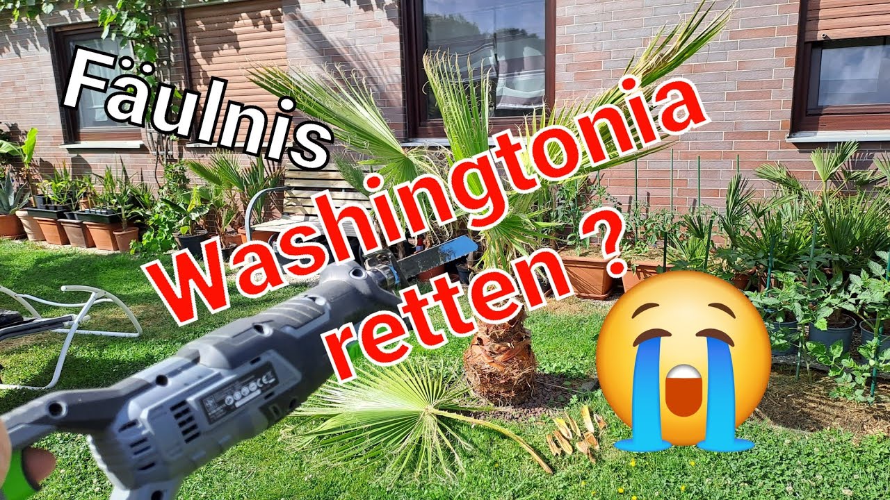 Washingtonia 🌴 wächst wieder, Fäulnis im Stamm, Frostschäden? Palmengarten in Bayern, Exoten Garten
