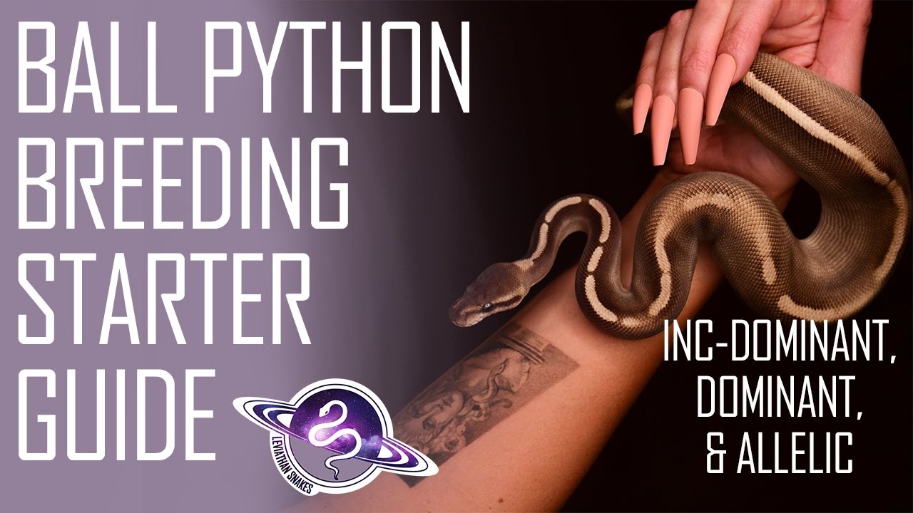 Ball Python Breeding Starter Guide | Incomplete Dominant & Dominant Genetics
