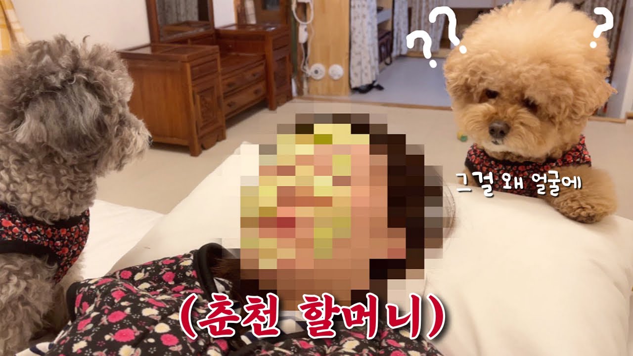 도시 개와 촌캉스가면 생기는 일