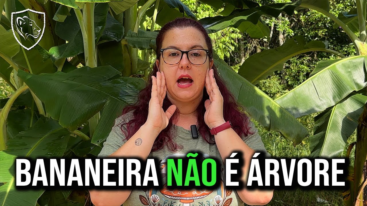 CURIOSIDADES sobre as BANANEIRAS 🍌