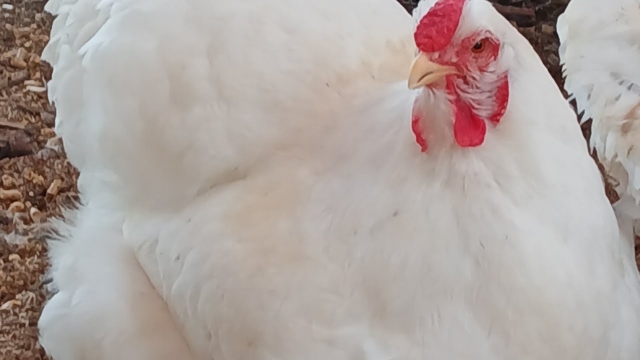 Chillin Chickens #chicken