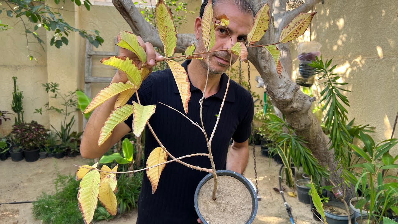 اصفرار واحتراق أوراق الشجر وتيبس وموت النبات 🍂🍁مشكلة تحتاج إنقاذ وحل فوري ( الاسباب والعلاج )