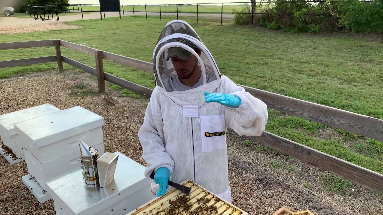 BEEKEEPING: Can I Feed My Bees Too Much?