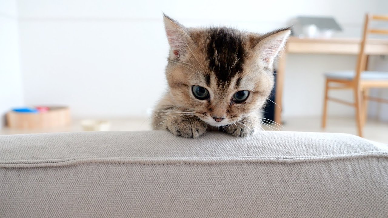 Kitten Kiki waiting for her owner's return is cute