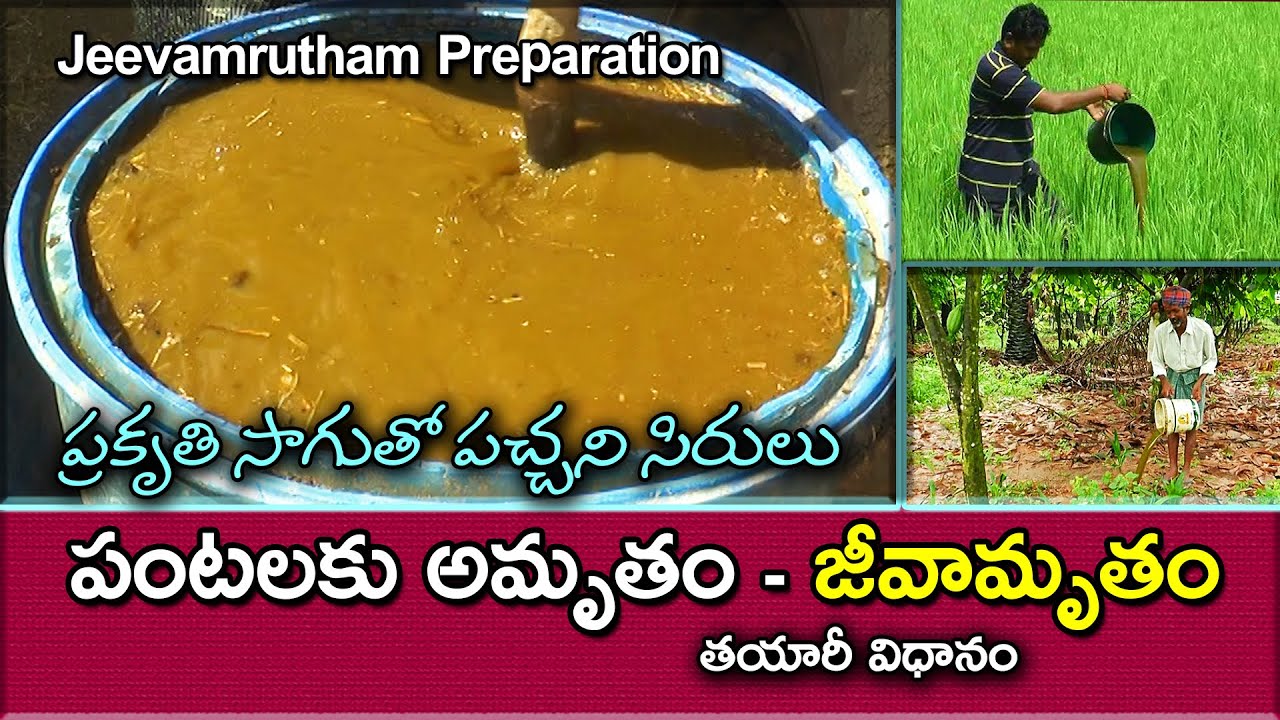 పంటలకు అమృతం "జీవామృతం" - తయారీ సులభం ||Jeevamrutham Preparation in Natural Farming ||Karshaka Mitra