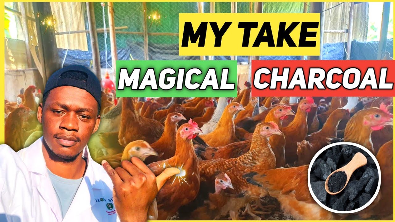 Benefits of Charcoal To Chicken