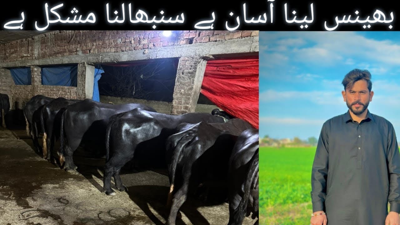 #viral  video # farming Dera haji da #Dily  Vlog, #￼