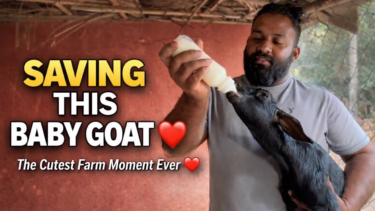 Life on the Farm Hits Different ❤️🐐