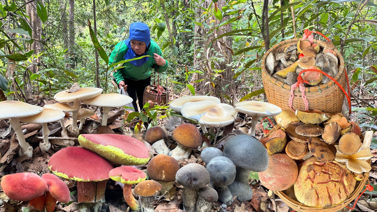 บ้น่าเชื่อ!!ดินแห้งๆเห็ดจะออกให้เก็บเต็ม2ตร้า หมานเห็ดละโงก ผึ้งเลือด ผึ้งแดง ดอกสวยๆคือเก่า 19/3/69