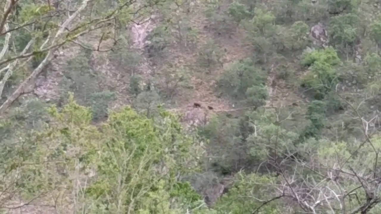 Muttathi forest