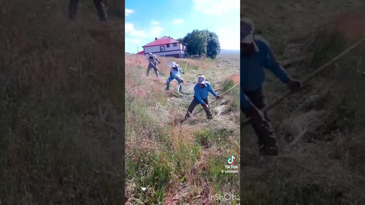 Çavuşa Rengin 9