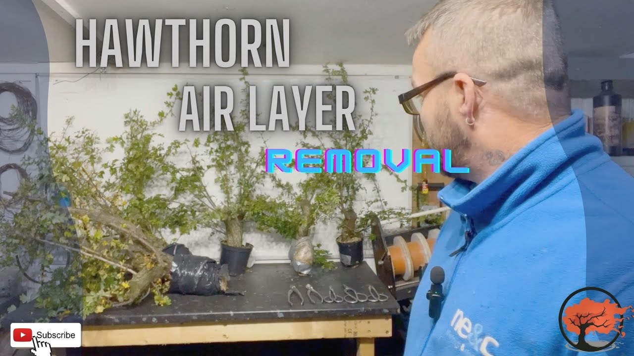 Hawthorn Air layer Removal (Oct 2022)