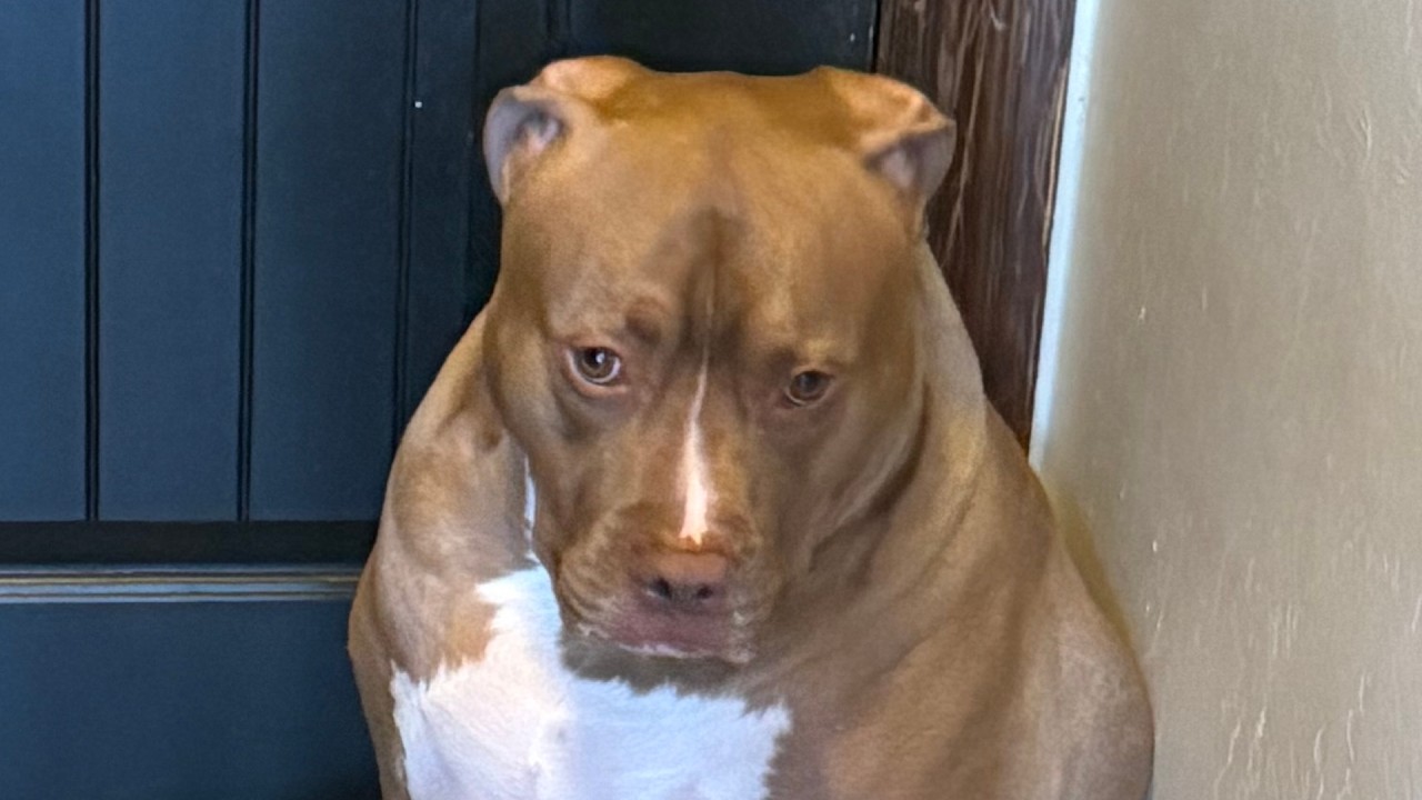 Dog devastated when dad goes grocery shopping
