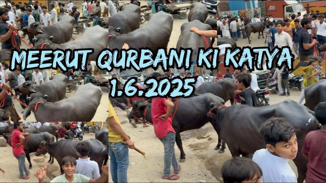 Meerut me Agye Qurbani Ki Katya1 June 2025#goat #azharvlogs #animals #viralvideo #baffalo #bakraeid