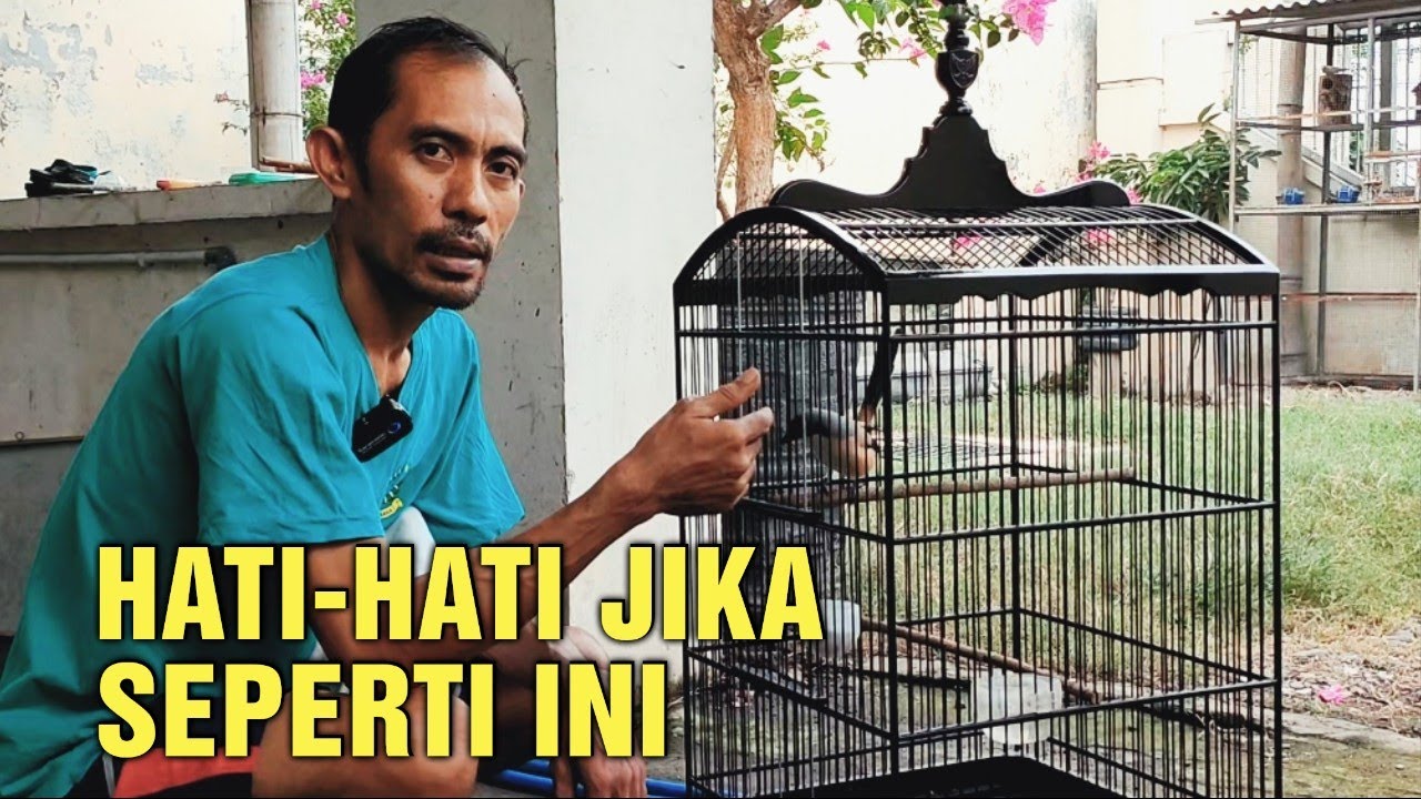 Burung Cendet Yang Seperti ini Harus Sering Di Mandikan