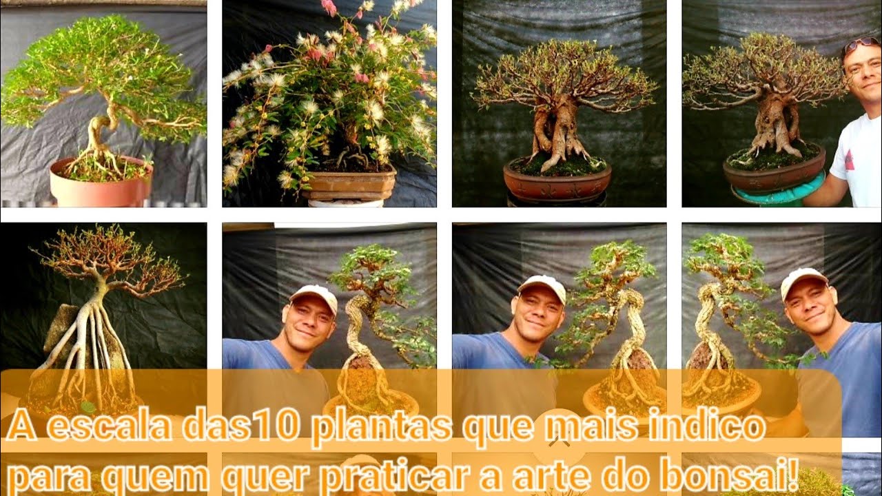 Top 10 melhores plantas para iniciantes!