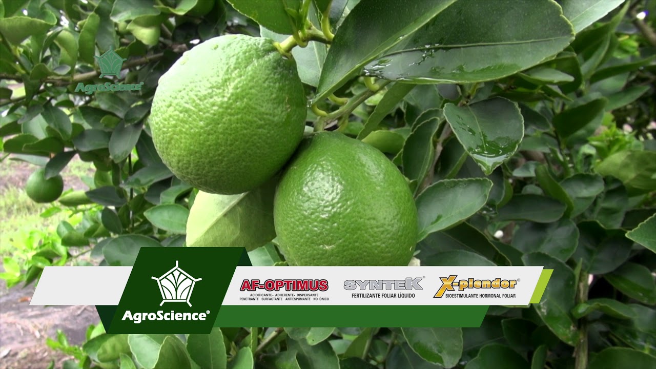 AgroScience | Productor Satisfecho de Limón Macrophylla | Nutrición Completa