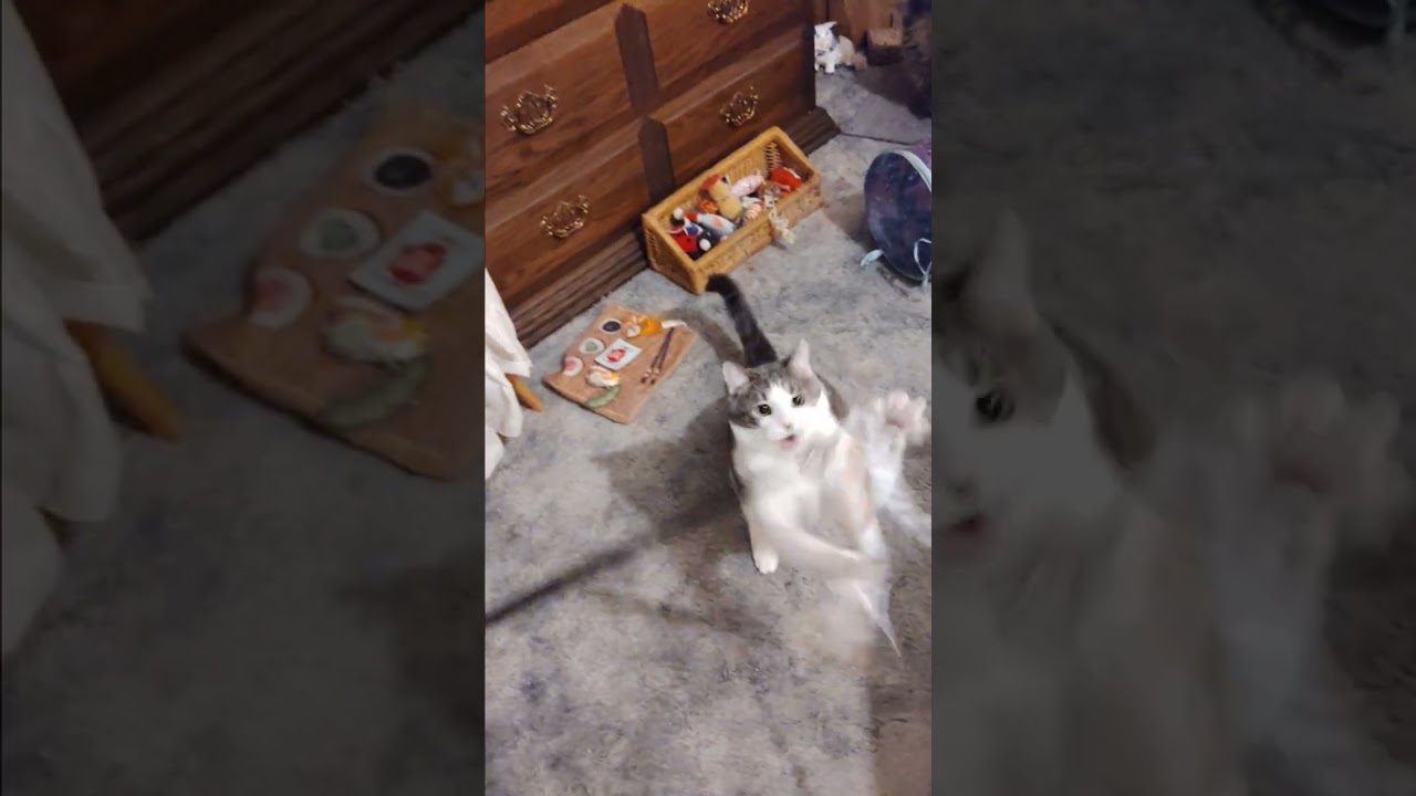 Catnip Friday 