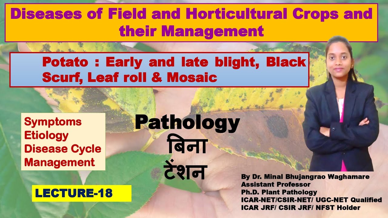 Potato Diseases | Early & Late Blight, Black Scurf, Leaf Roll & Mosaic | ASRB NET | Plant Pathology