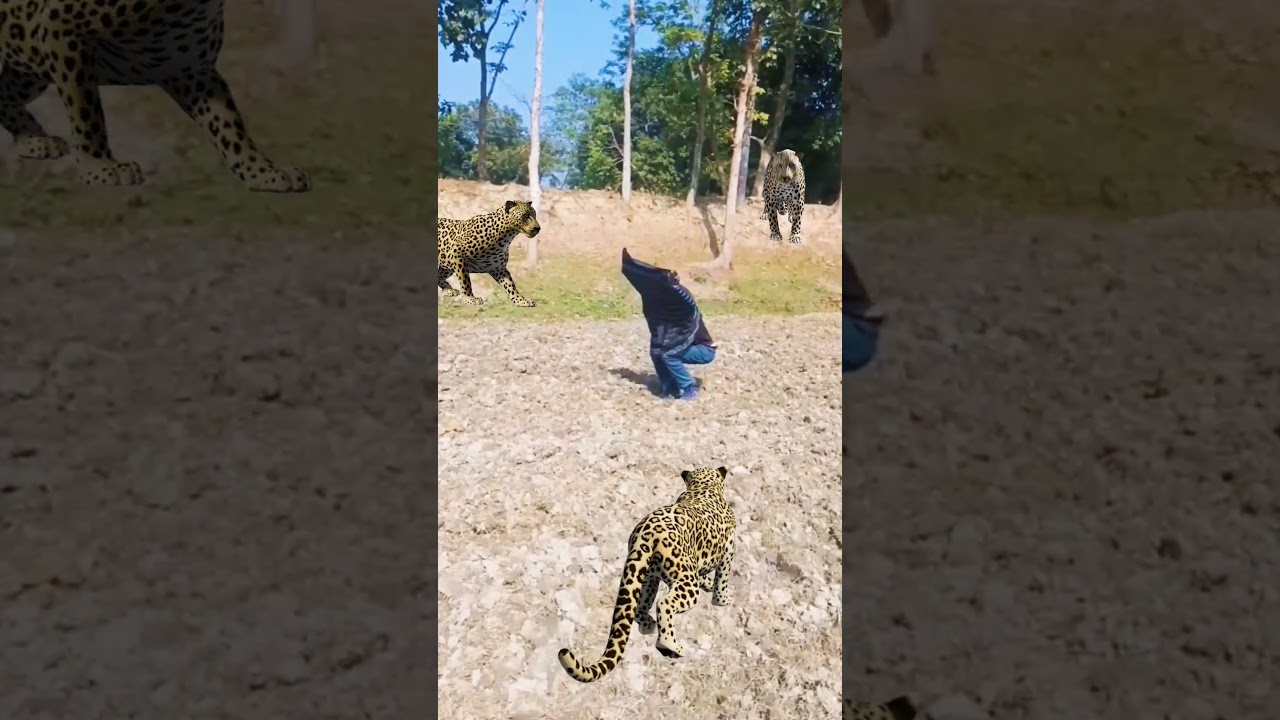 ‎Aleopard attackad in the ‎jungle..