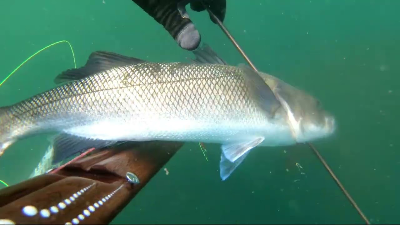 34 Chasse sous marine Bretagne Aout 2025