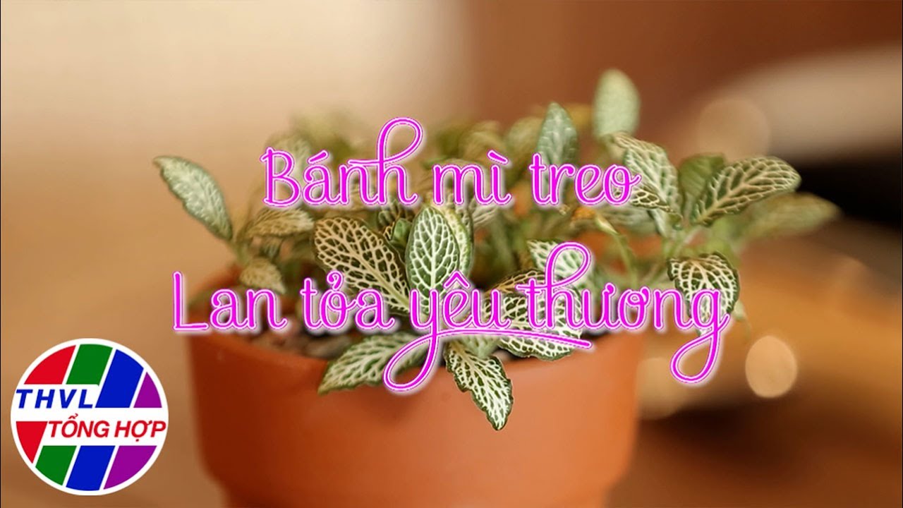 Hoa đẹp giữa đời thường: Bánh mì treo lan tỏa yêu thương