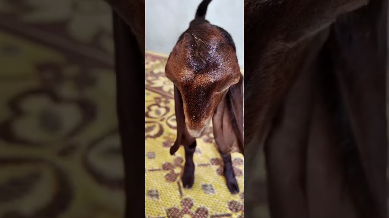 #kamorigoat
