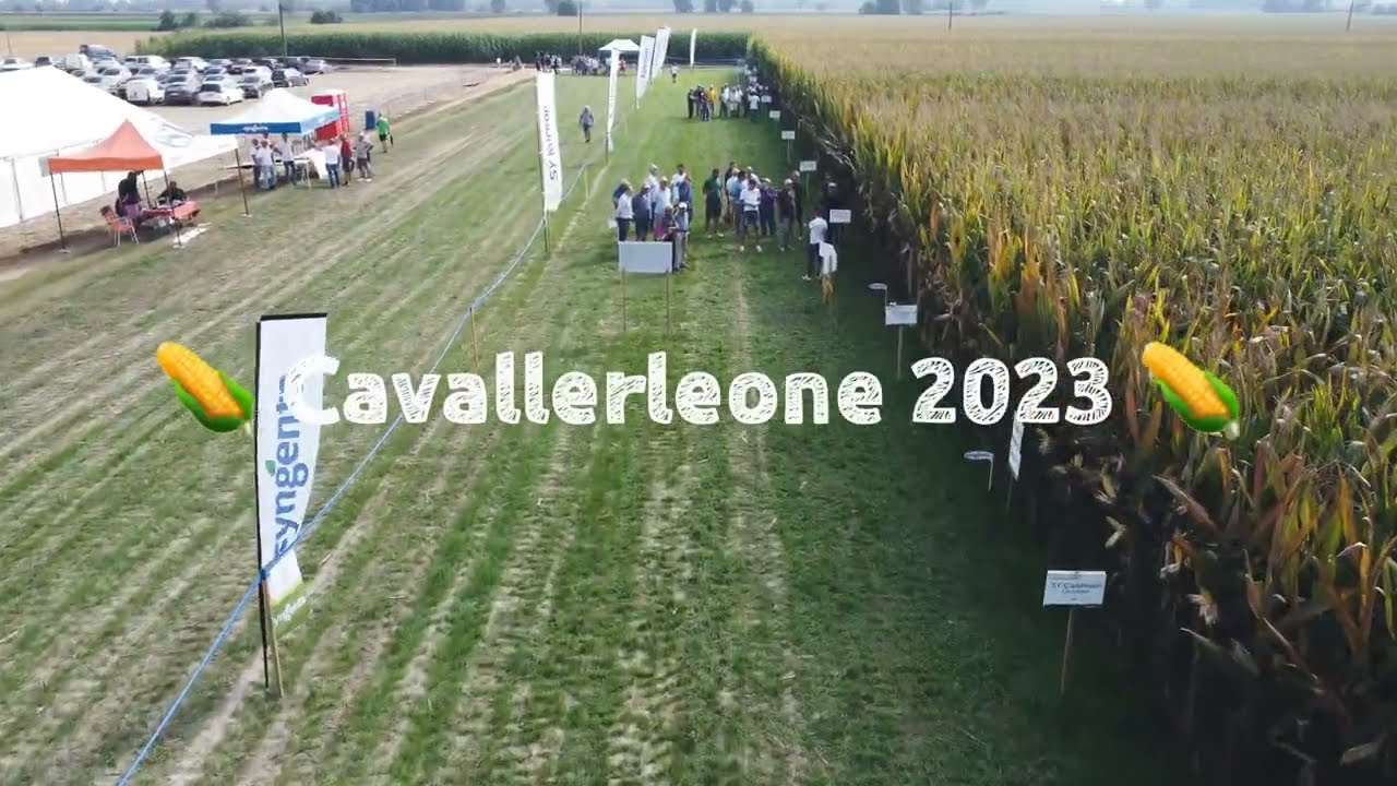Demo mais SYNGENTA Cavallerleone (CN) 🌽🌽🌽