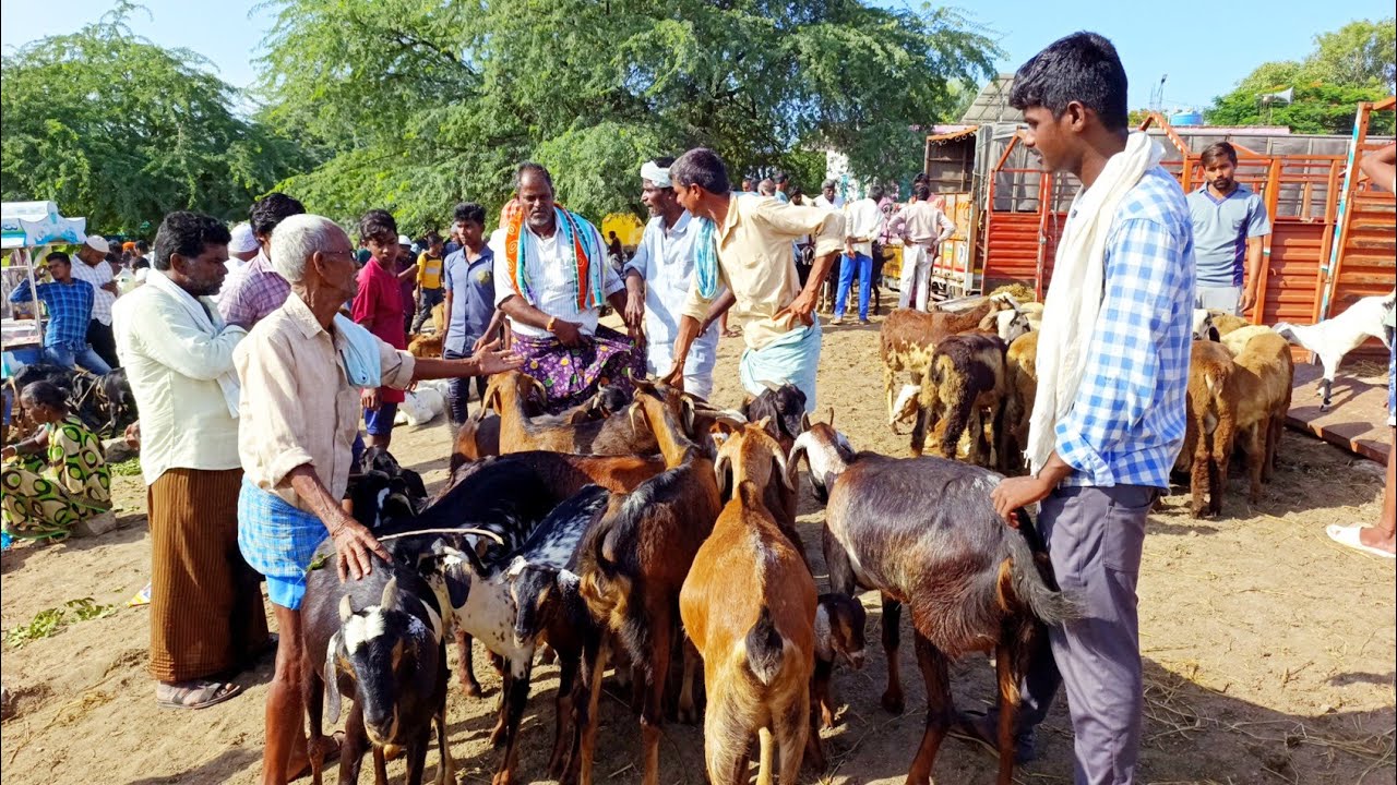 దేవరకద్ర సంతలో మేకల వ్యాపారం ఏ విధంగా జరుగుతుంది ఎంతకు అమ్ముడు పోతున్నాయి అనేది చూడండి-goats video-🐐