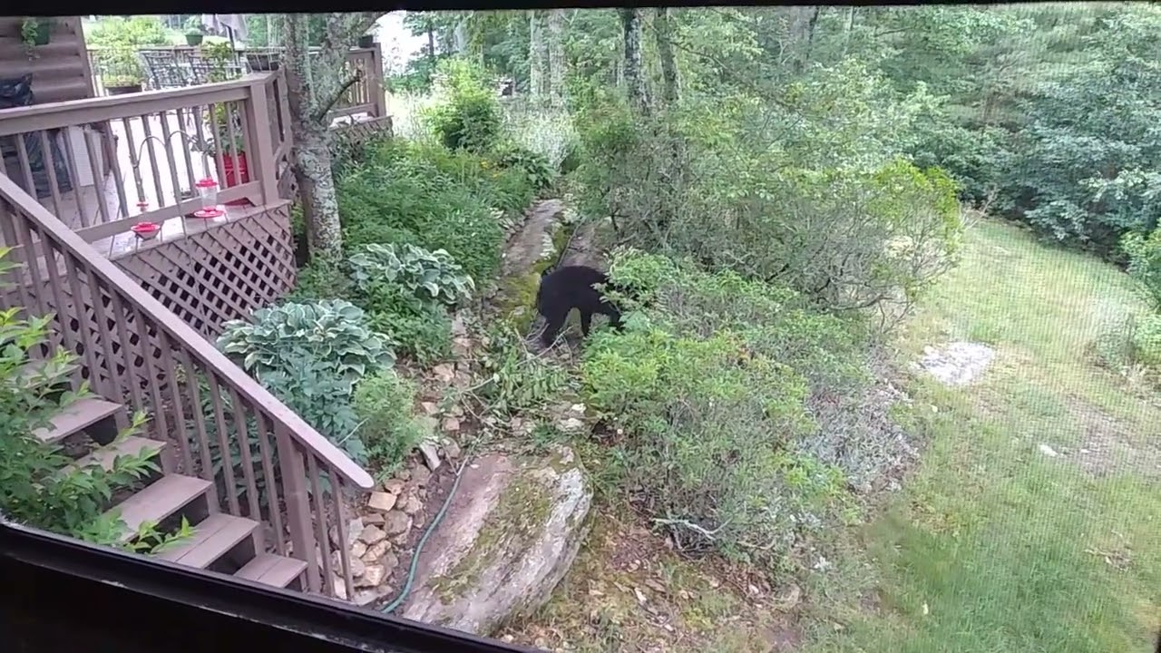 This is my bear 