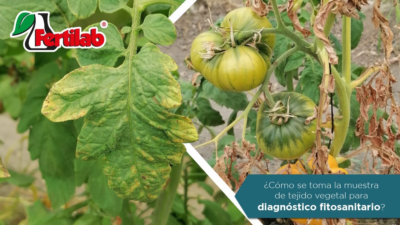 ¿Cómo realizo un muestreo para diagnóstico fitosanitario?